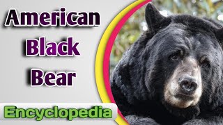 American Black Bear Ursus Americanus – Audio  Video Encyclopedia [upl. by Weiman]