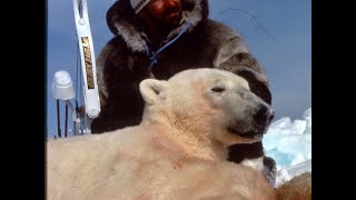 Polar Bear Bowhunt in Northwest Territories [upl. by Naggem]