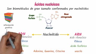 Ácidos nucleicos ADN y ARN [upl. by Cruce]