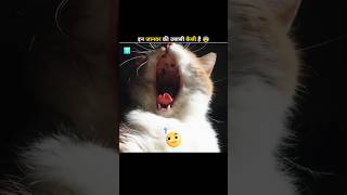 This Is How Different Animals Yawn 🥱shorts amazingfacts animals [upl. by Gabel]