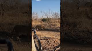 Lionne VS Léopard wildlife savane lion leopard animals [upl. by Ark]