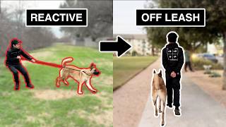 How I took this dog from REACTIVE to OFFLEASH My 4Step Process [upl. by Lamiv201]