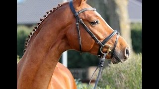 wwwsporthorsesonlinecom 2012 Hanoverian stallion Dressage  Hunter prospect for sale [upl. by Dean744]