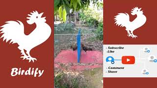 Best Bird Training  Rooster King Fighter  Birdify [upl. by Gautious]