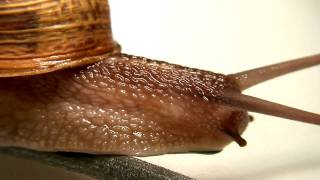 Snail Gastropoda  Macro HD [upl. by Elie]