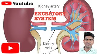 Excretory system  Excretion  Human Kidney  Class10 amp 11 and other exam biology [upl. by Gardol]