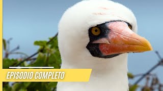 Impresionantes imágenes de la naturaleza salvaje de las Galápagos  Episodio Completo [upl. by Ahsert]