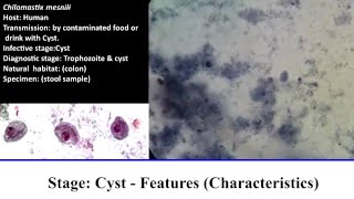 10 Practical Parasitology  Chilomastix Mesnili  Cyst Stage [upl. by Niraa]