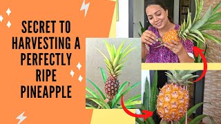 How to identify a perfectly ripe pineapple  Know the correct way to harvest your pineapple fruit [upl. by Eirahs848]