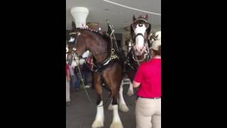 Budweiser Clydesdale horses at Dover Downs casino last weekend in June 2016 [upl. by Tri27]