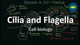 Flagella  Cilia  Structure and Functions  Cell Biology  Basic Science Series [upl. by Faulkner]