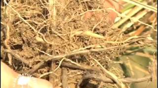 How To Identify Cogongrass [upl. by Airlee]