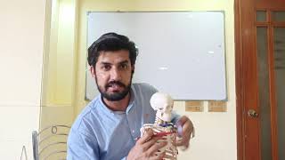 Upper Cross Syndrome  Short  overview  URDU  CMT [upl. by Lucina]