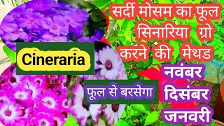 How to grow Cineraria from seeds November to April tak phooli phool cineraria winter flower plant [upl. by Bernarr]