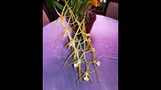 Brassia verrucosa Brassia lanceana Brassia Le Magnifigue LAmazone Brassia rex [upl. by Arykat]