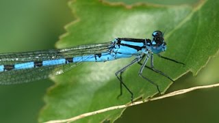 Common Blue Damselfly Enallagma cyathigerum [upl. by Bow]