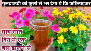 Chrysanthemum Plant Care amp FertilizerGuldaudi Plant CareBest homemade fertilizer for guldaudi [upl. by Nonek]