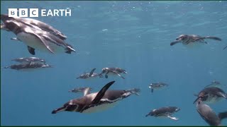 Galapagos Penguins Go Swimming  South Pacific  BBC Earth [upl. by Eckblad]