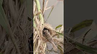 Top Babies Bird Earing Grasshoper in Nest birdnest nest birdslover birdsounds topbirds topeatf [upl. by Lim]