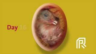 Embryonic development of the chicken [upl. by Cyprus149]