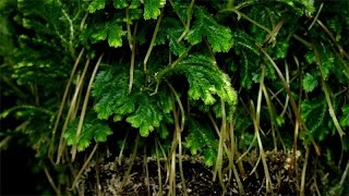 Selaginella martensii  Moosfarn  Martenss Spike Moss [upl. by Felita725]