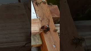 Giant Hornet Overpowers Honeybees Despite Their Defense [upl. by Fanchette545]