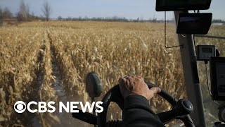 Climate change harming worlds food supply with corn wheat harvests impacted [upl. by Nussbaum]