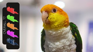 White Bellied Caique The Best Pet Parrot [upl. by Enriqueta]