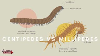 What Are The Differences Between Centipedes amp Millipedes [upl. by Anyl389]