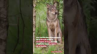 Le loup de retour en Gironde et en Dordogne [upl. by Aihsia205]