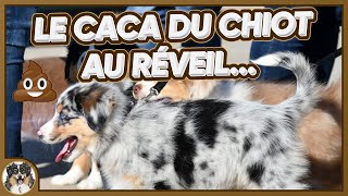 RAMASSER LE CACA DU CHIOT AU RÉVEIL À JEUN je te présente le romis 💩 [upl. by Nwahshar]