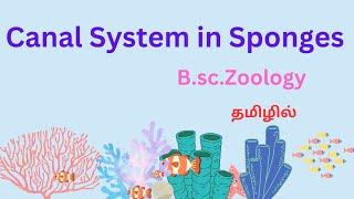 canal system in sponges in tamil ascon and sycon type  canal system canal system in porifera [upl. by Clarice]