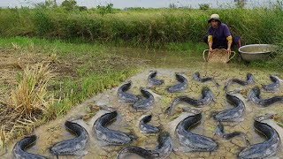 amazing fishing a fisherman skill catch fish a lots in rice field by best hand catch fish mud [upl. by Prussian]