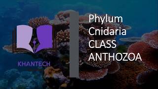 Class Anthozoa  Classification of Phylum Cnidaria [upl. by Edyaw246]