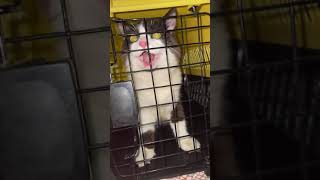 kidnap kar liya 😜 subscribe funny cat voice like [upl. by Dinan]