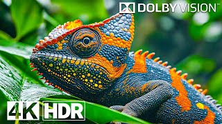 Best 4K Video ULTRA HD 120 FPS  4K HDR Dolby Vision [upl. by Ydnew]