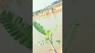 chhath Ghatchhathpuja kaushalvlogs ro [upl. by Hickie]