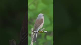 Shrike 8 Unbelievable Facts Unveiled wildlife [upl. by Bruell]