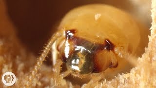 These Termites Turn Your House into a Palace of Poop  Deep Look [upl. by Agnew]