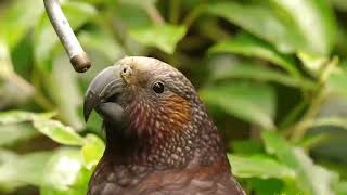 New Zealand Kaka Nestor meridionalis [upl. by Atiuqram]