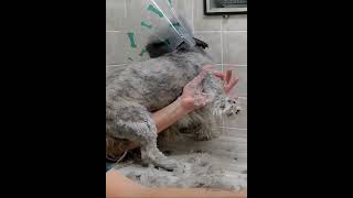 Shaving the hair from an anxious dog with clippers clip from full video [upl. by Ahsemrac]