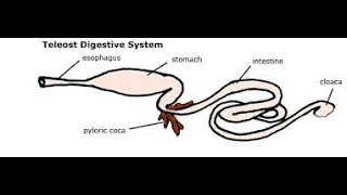 Alimentary Canal of Fishes  Digestive Tract of Fishes [upl. by Gut]