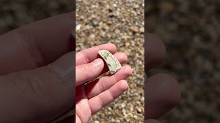 Leaves on the vine 🍃 amigunnagetlucky beachcombing [upl. by Tara]