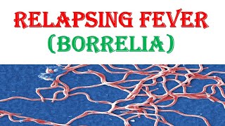 Relapsing Fever Borrelia [upl. by Pega236]