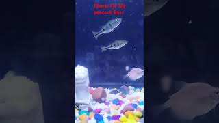 Peacock Bass live feedarowana aquarium peacockbass livefishfoodtetrafishangelfish feedingfish [upl. by Alexina193]