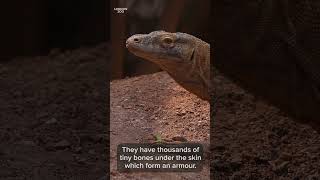 Five Facts Komodo dragons [upl. by Akinna]