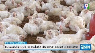 Estragos en sector agrícola por deportaciones de haitianos  Primera Emisión SIN [upl. by Anawad]