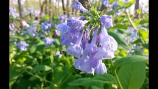 Starting Virginia Blue Bells Mertensia virginica from Seed [upl. by Coleen495]