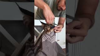 My cat getting new haircut shorts [upl. by Lurette]