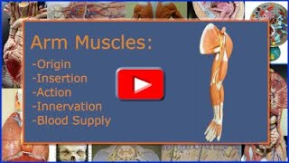 Arm Muscles Origin Insertion Action Innervation and Blood Supply [upl. by Rosco]